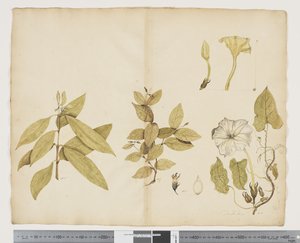 F.6 Wikstroemia Australis; Ipomea, n. 1790-1795 (akvarelli ja muste paperille)