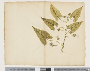 F.7 Calystegia affinis, c.1790-95 (aquarel·la i tinta sobre paper)finès