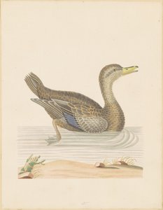 Roan Duckfinnish tekijältä John Abbot