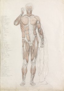 Anatominen tutkimus: Ihmisen lihakset, julkaisussa Contrapposto tekijältä John Bathe