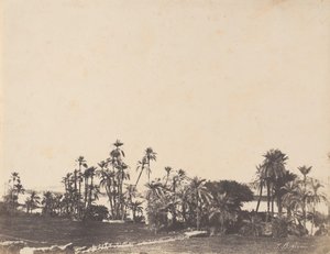 Tutkimus palmuista, Niilin rannat, Kalabschi, 1853-54.