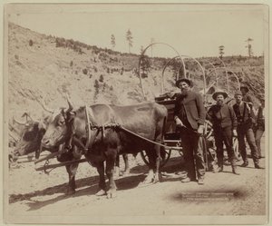1889 - Kullankaivajat menossa kultakentille (s/w-kuva)