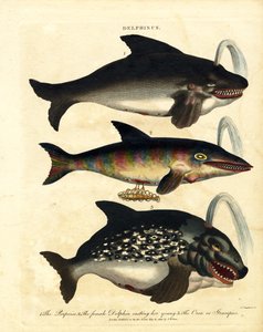 Delfiinilajit - pyöriäiset ja orkat tekijältä John Chapman