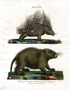 Hystrix (piikkisikoja)