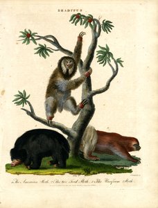 Sloths - Bradypus tekijältä John Chapman