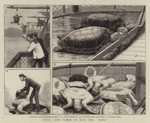Kilpikonnat kotiin HMS Jumnaan