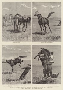 Hevosten kasvatus Queenslandissa