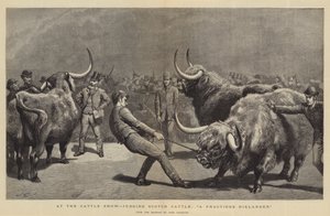 Nautanäyttelyssä arvostelee Scotch Cattle, A Fractious Hielander