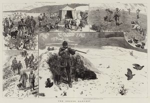 Grouse Harvest