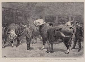 Smithfield Clubin karjanäyttely Royal Agricultural Hallissa Islingtonissa, tuomarina Hereford Steers
