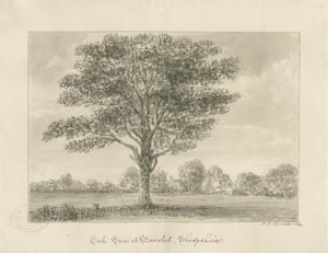 Boscobel - Kuninkaallinen tammi: seepiapiirustus, 1820 tekijältä John Chessell Buckler