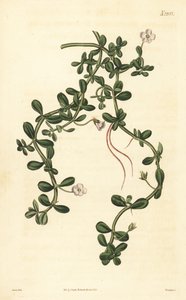 Brahmi tai vesi-iisoppi, Bacopa monnieri tekijältä John Curtis