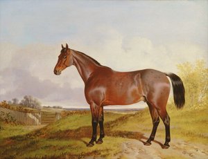 Tutkimus Bay Hunterista maisemassa, 1854