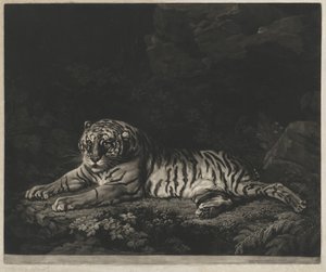 Tiikeri tekijältä John Dixon after George Stubbs