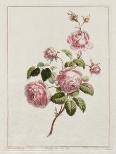Luonnon mukaan piirrettyjen kukkien kokoelma - Kaaliprovinssin ruusu, 1801.