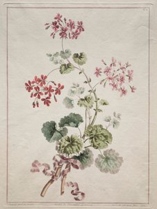 Kokoelma luonnosta piirrettyjä kukkia: nro 6 - Scarlet and Variegated Geranium, 1801. tekijältä John Edwards