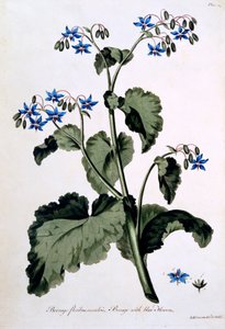 Purasruoho sinisillä kukilla, kuvitus teoksesta "The British Herbalist", maaliskuu 1770