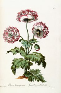 Puutarhaunikko mustilla siemenillä, 1769