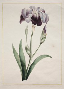 Japanilainen iiris (Large Blue Iris)