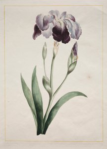Japanilainen Iris Large Blue Iris, 1801.