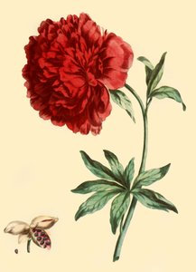 "Pioni: Paeonia Femina täydessä punaisessa kukkakukassa", 1769, 1946.