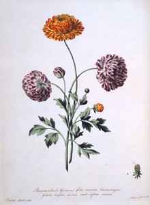 Ranunculus, kuvitus teoksesta "The British Herbalist", 1769