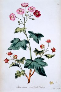 Sweet Canada Raspberry [Rubus odoratus], kuvitus John Edwardsin teoksesta "The British Herbal", julkaistu maaliskuussa 1770
