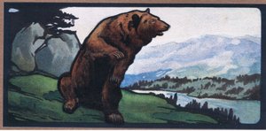 Ruskea karhu tekijältä John Edwin Noble