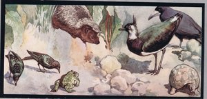 Wildlife, kuvitus Gladys Davidsonin teoksesta "Helpers Without Hands", julkaistiin vuonna 1919 (värilitho)