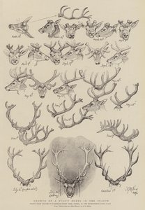 Hirven sarvien kasvu yhdellä kaudella tekijältä John Everett Millais