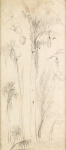Palmut (kynä paperille) tekijältä John Everett Millais