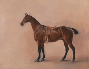 Tutkimus Saddled Bay Hunterista