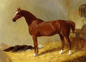 Bay Racehorse tallissa, 1843 tekijältä John Frederick Herring Senior