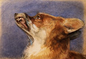Ketun pää tekijältä John Frederick Lewis