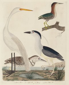 Green Heron, Night Heron, Young Heron ja Great White Heron, julkaistu 1808-1814. tekijältä John G. Warnicke