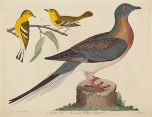 Passenger Pigeon, Blue- Mountain Warbler ja Hemlock Warbler, julkaistu 1808-1814. tekijältä John G. Warnicke