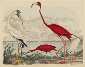 Wood Ibis, Scarlet Ibis, Flamingo ja White Ibis tekijältä John G. Warnicke after Alexander Wilson