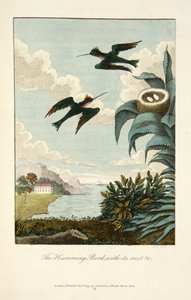 Kolibri pesällään