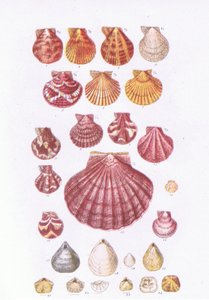 British Scallops, Nature in Britain julkaisija Collins, 1946 tekijältä John George Sowerby