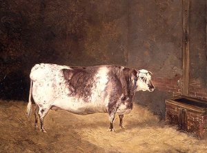 Shorthorn lehmä tekijältä John Goode