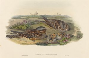 Caprimulgus europaeus Nightjar. Tekijät: John Gould, Henry Constantine Richter.
