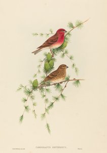 Carpodacus erythrinus Ruusupippo. Tekijät: John Gould, Henry Constantine Richter. tekijältä John Gould and Henry Constantine Richter John Gould and Henry Constantine Richter