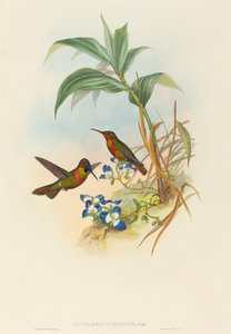 Clytolaema aurescens Banded Ruby tai Gould