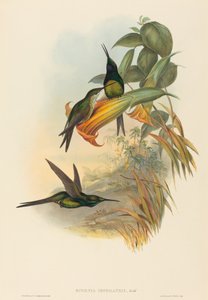 Eugenia imperatrix keisarinna Hummingbird. Tekijät: John Gould, Henry Constantine Richter.