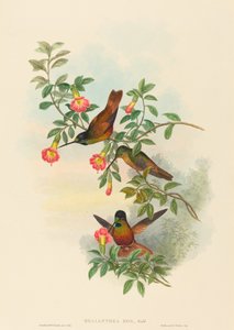 Helianthea eos Golden Star-etulevy. Tekijät: John Gould, Henry Constantine Richter.