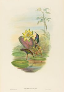 Hylocharis lactea Sapphire-rintainen smaragdi. Tekijät: John Gould, Henry Constantine Richter.