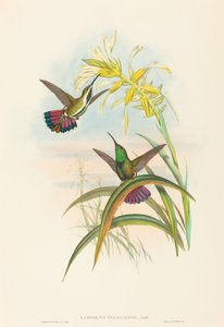 Lampornis veraguensis Veraguan Mango. Tekijät: John Gould, Henry Constantine Richter.