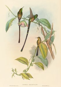 Lesbia Amaryllis. Tekijät: John Gould, Henry Constantine Richter.