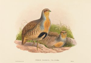 Perdix barbata Daurian Partridge. Tekijät: John Gould, Henry Constantine Richter.