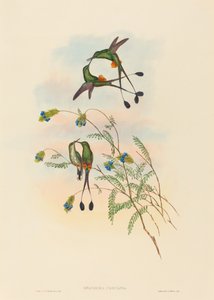 Spathura peruana Perulainen mailapyrstö. Tekijät: John Gould, Henry Constantine Richter. tekijältä John Gould and Henry Constantine Richter John Gould and Henry Constantine Richter